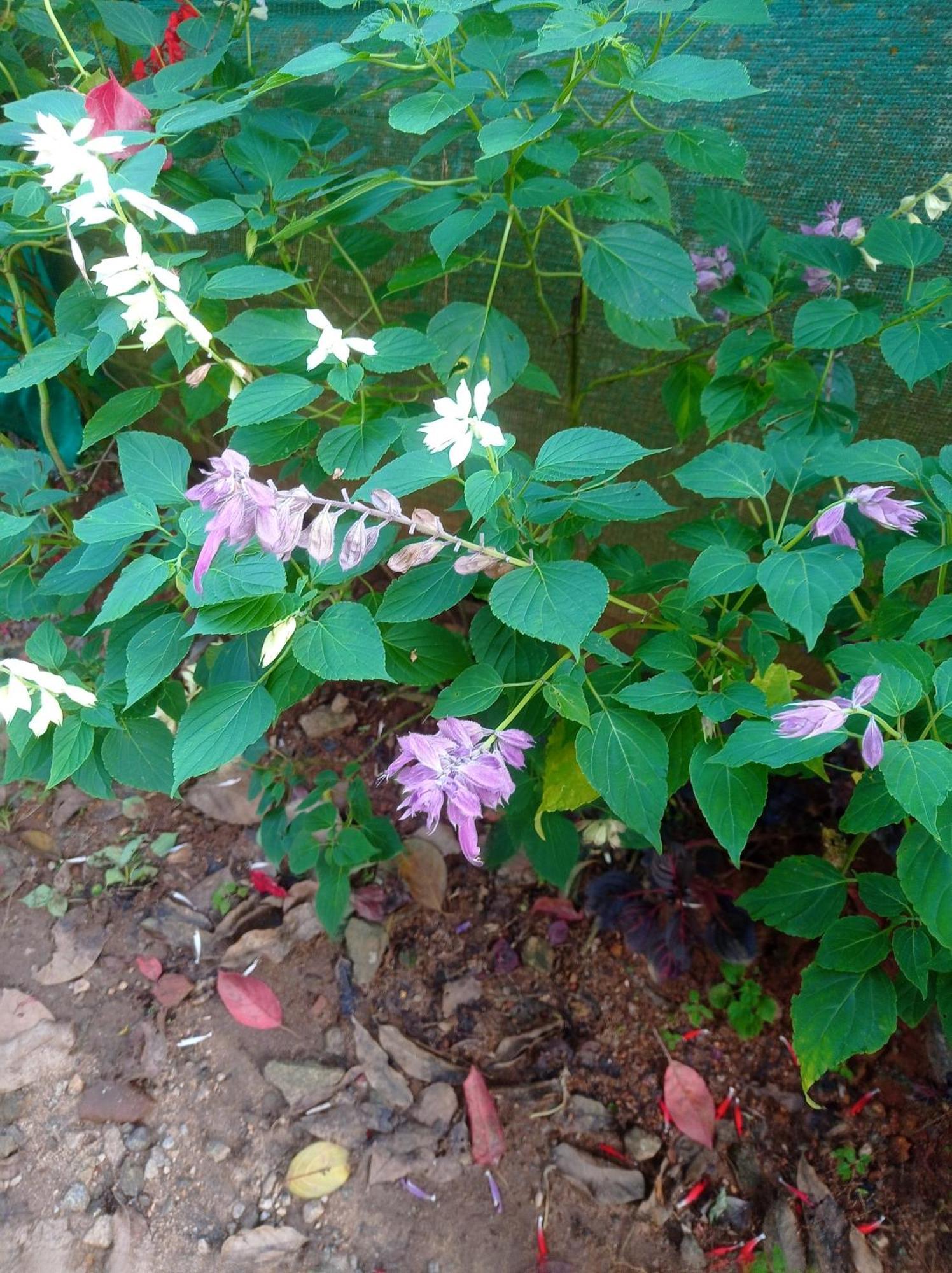Munnar Home Stay Teadrops Plantation Villa Dış mekan fotoğraf