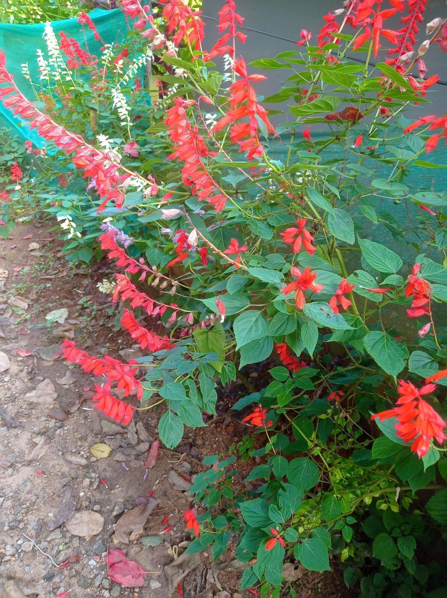 Munnar Home Stay Teadrops Plantation Villa Dış mekan fotoğraf