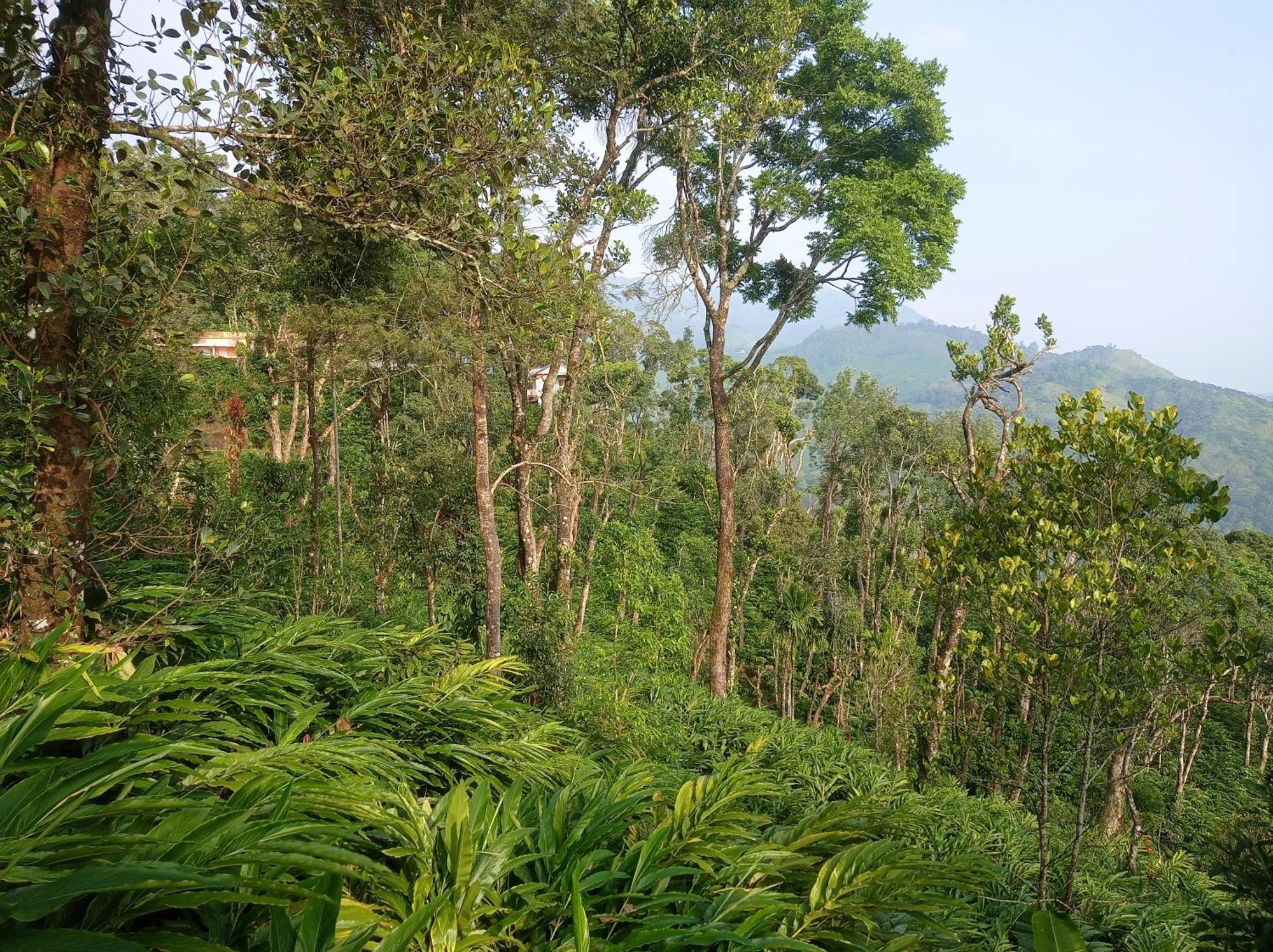 Munnar Home Stay Teadrops Plantation Villa Dış mekan fotoğraf