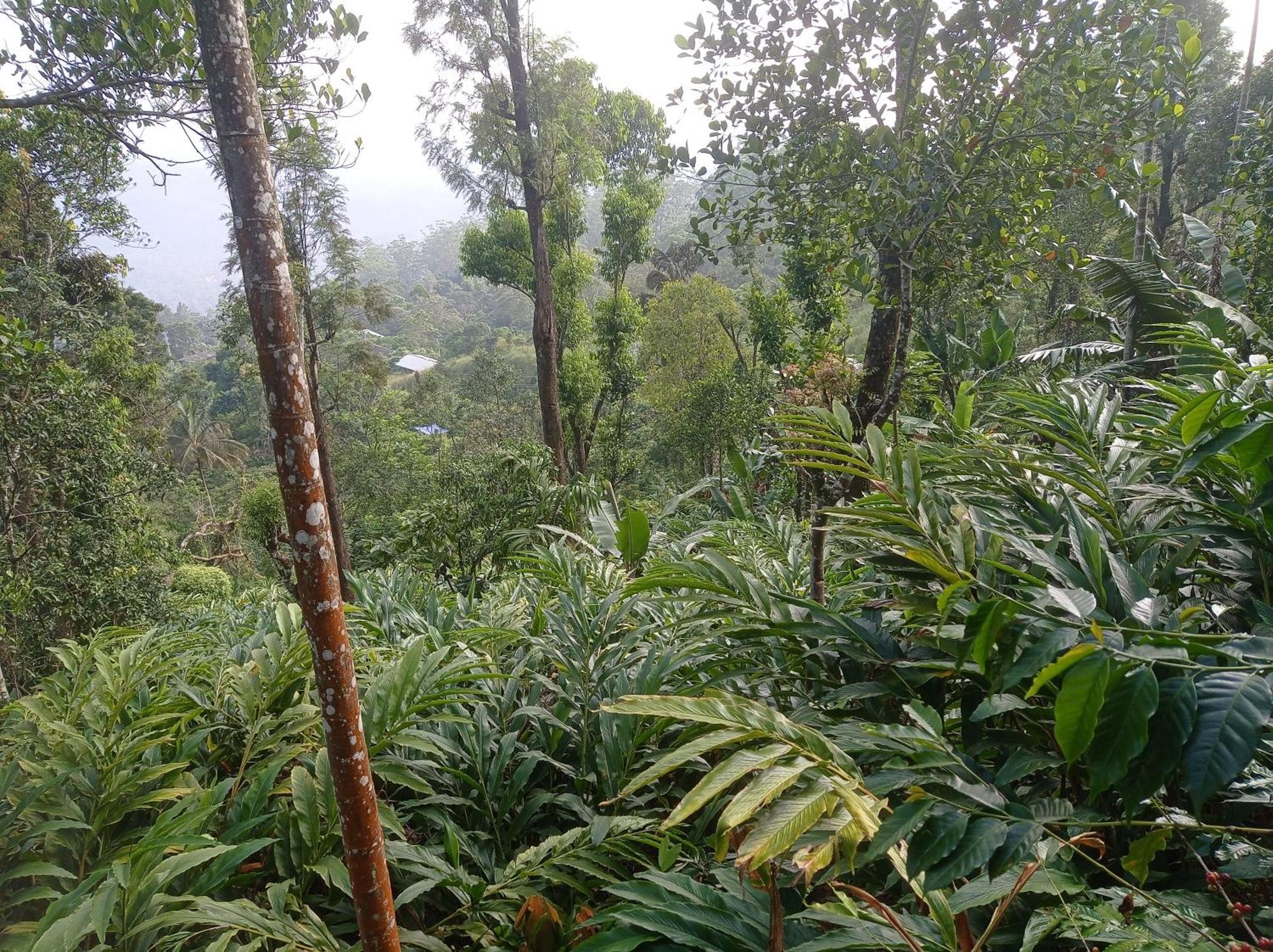Munnar Home Stay Teadrops Plantation Villa Dış mekan fotoğraf