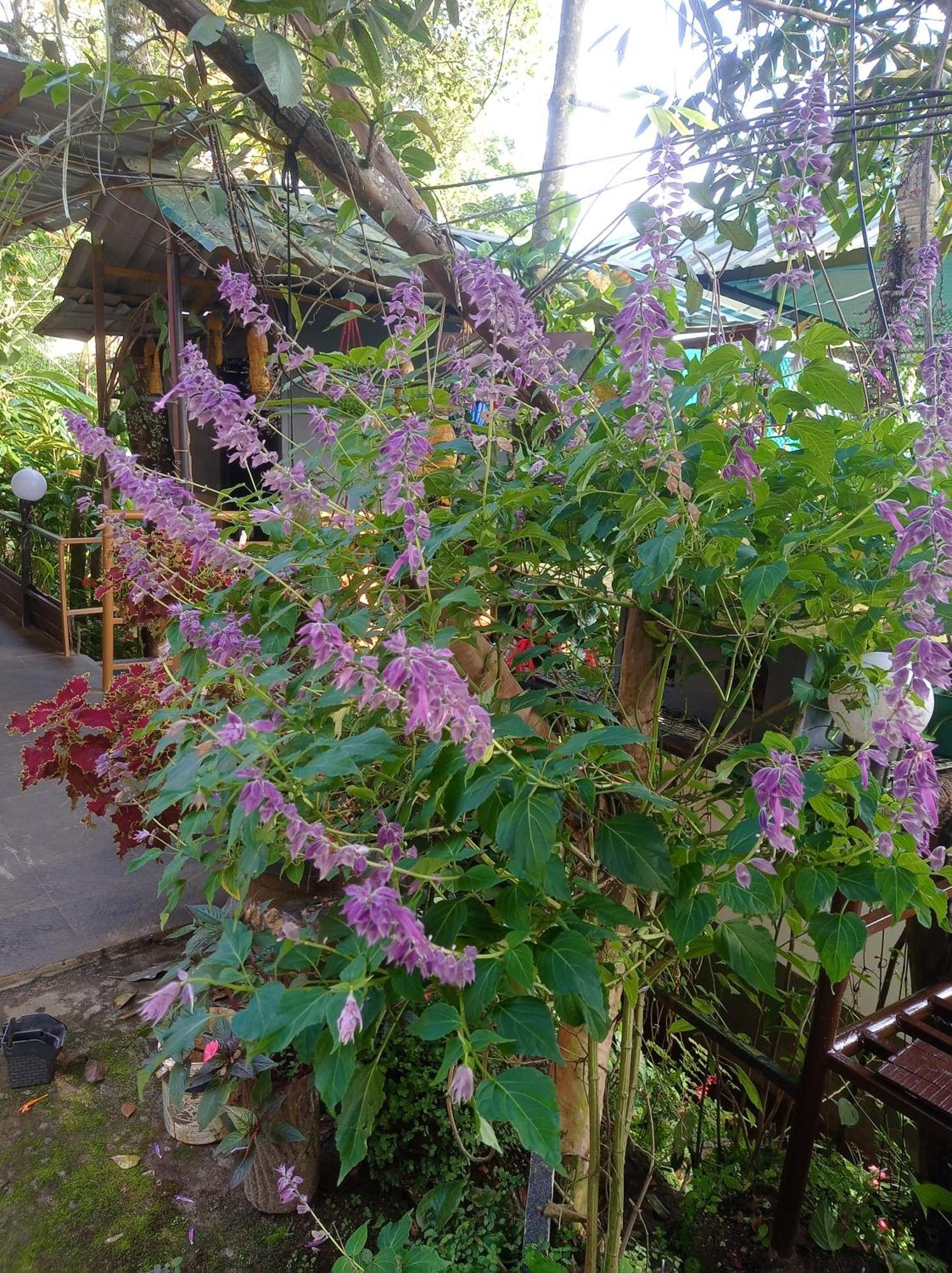 Munnar Home Stay Teadrops Plantation Villa Dış mekan fotoğraf