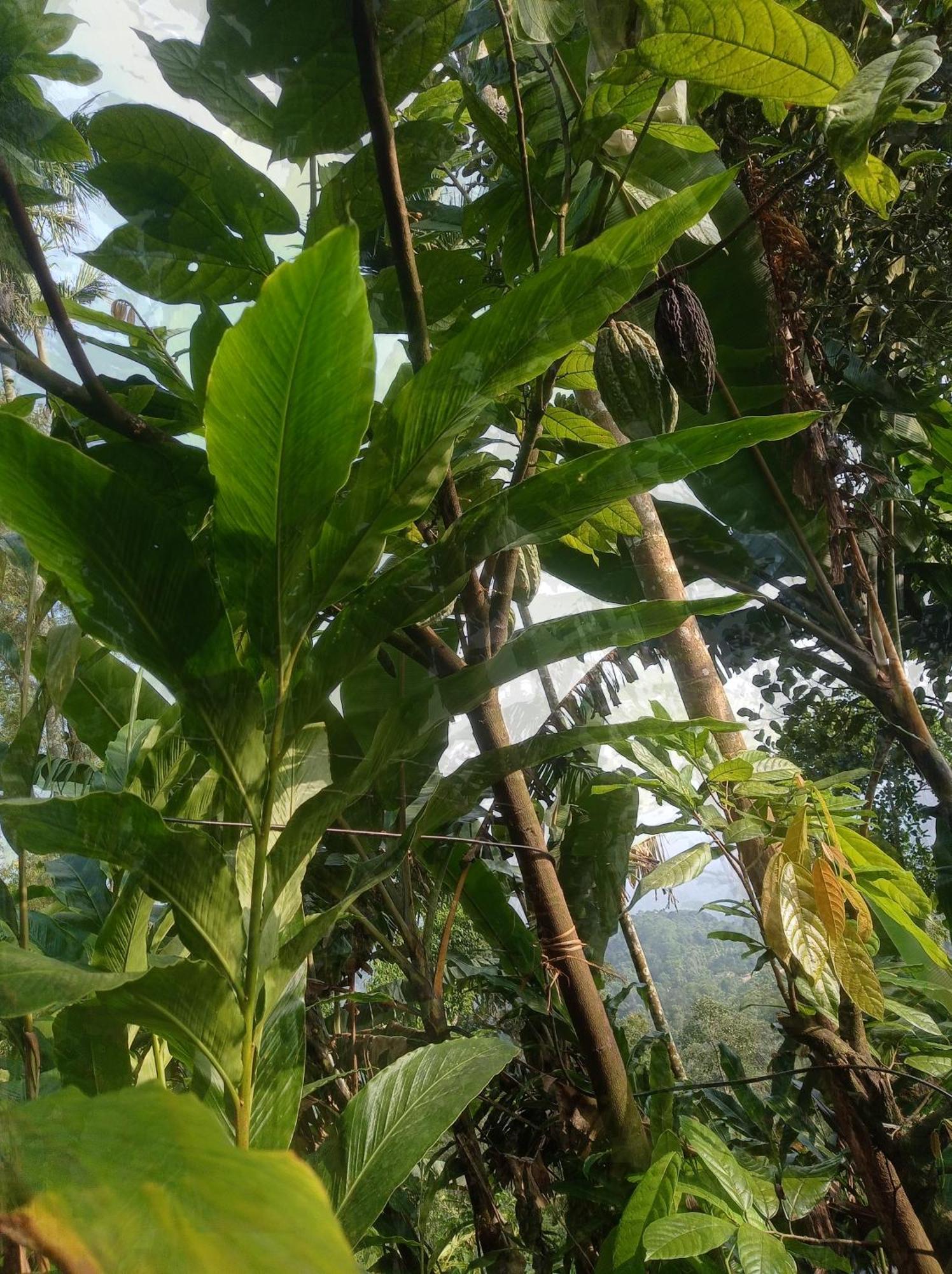 Munnar Home Stay Teadrops Plantation Villa Dış mekan fotoğraf