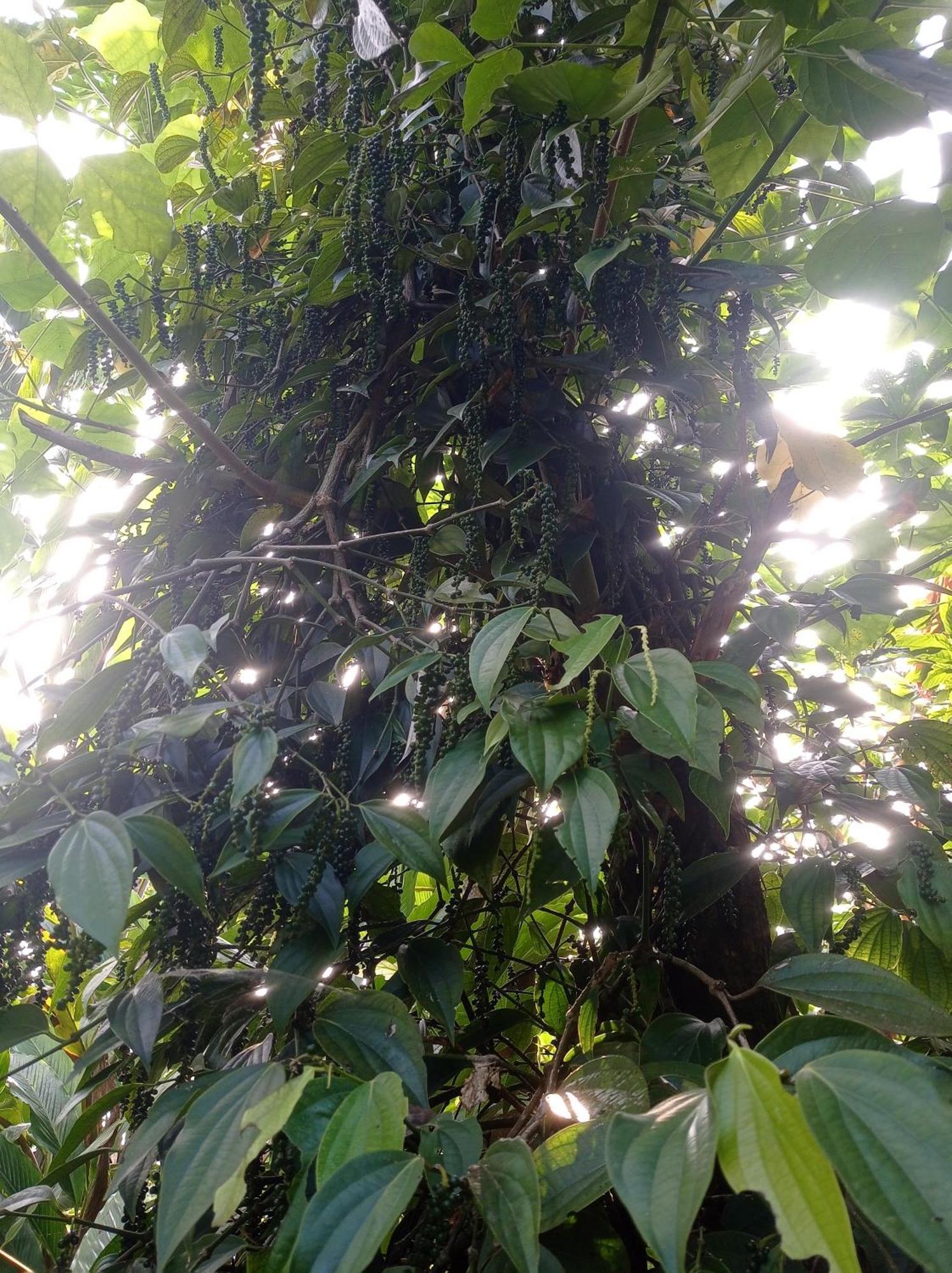 Munnar Home Stay Teadrops Plantation Villa Dış mekan fotoğraf