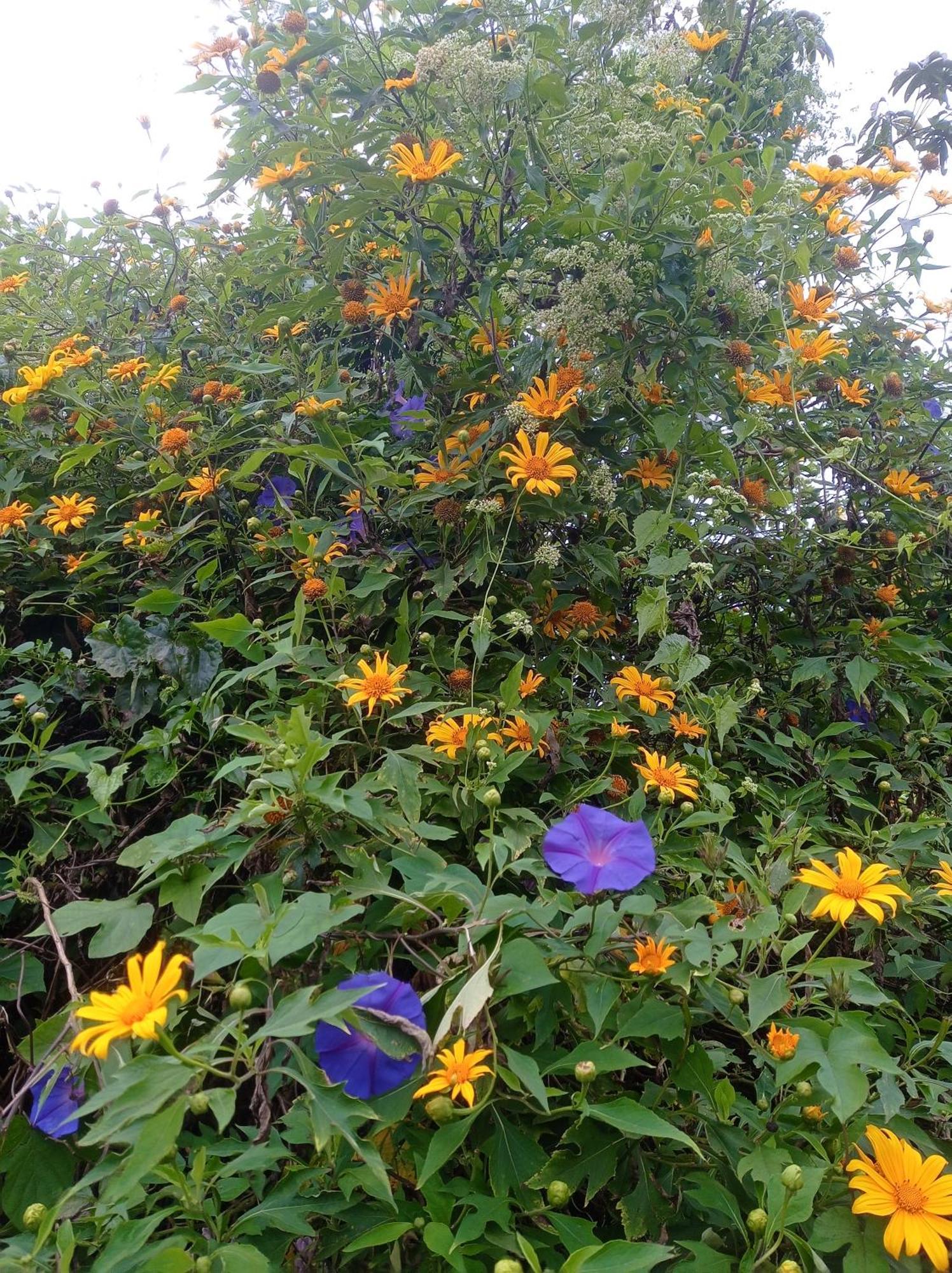 Munnar Home Stay Teadrops Plantation Villa Dış mekan fotoğraf