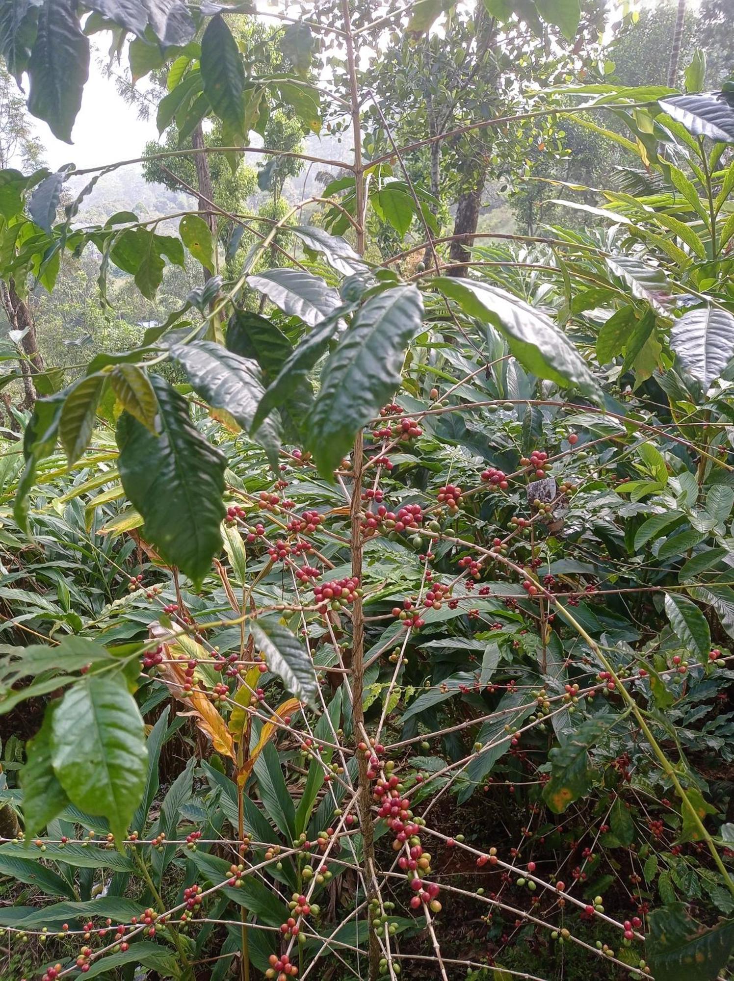 Munnar Home Stay Teadrops Plantation Villa Dış mekan fotoğraf