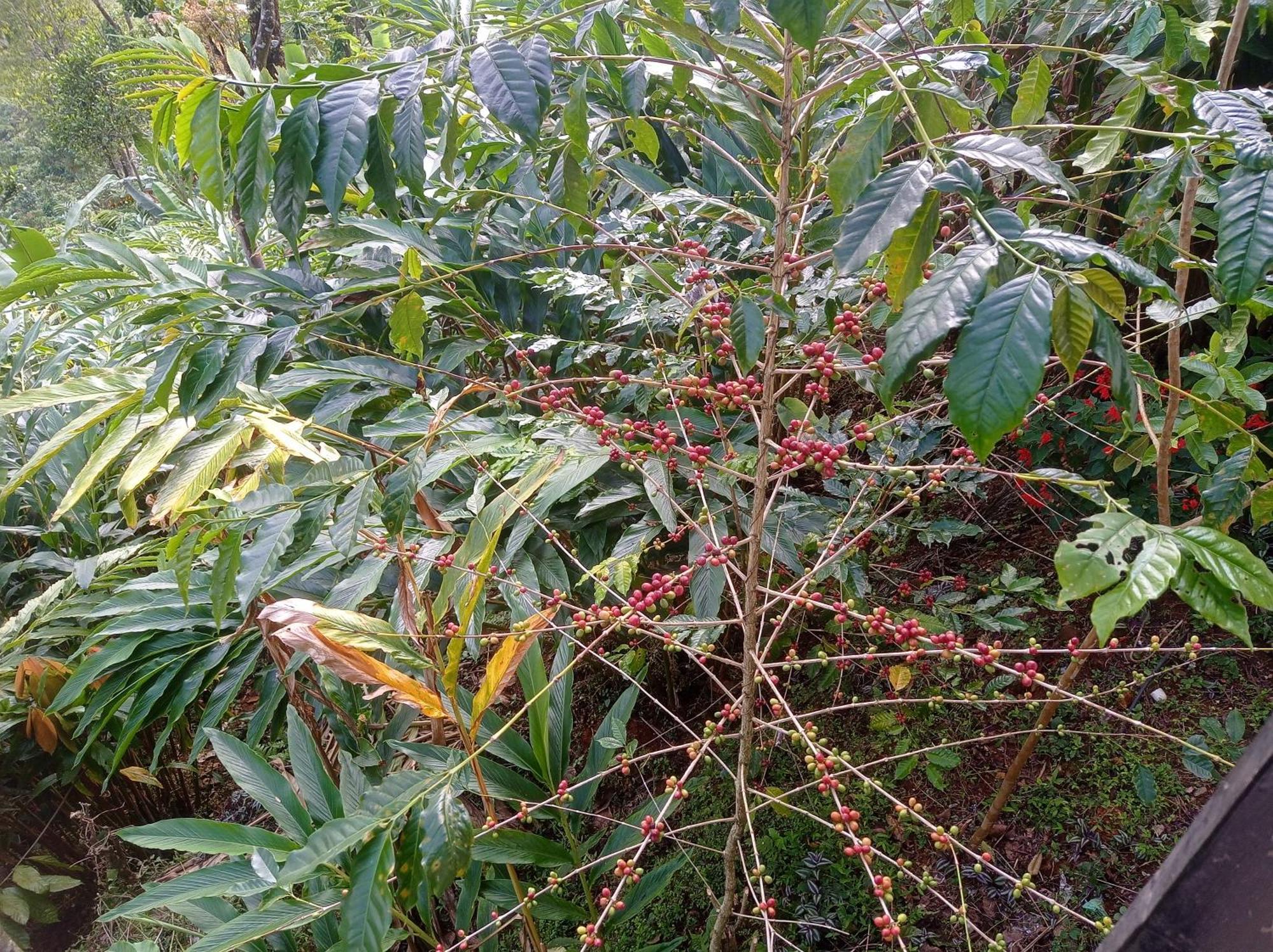 Munnar Home Stay Teadrops Plantation Villa Dış mekan fotoğraf